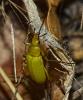 Cteniopus sulphureus